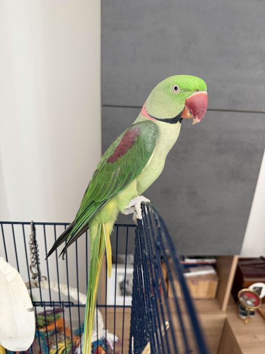 Papagal Marele Alexandru