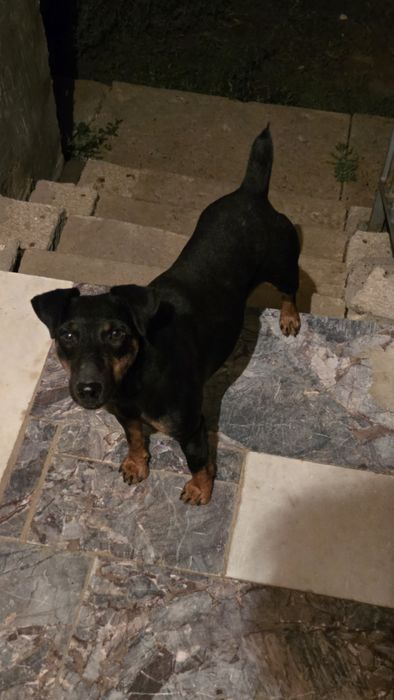 Немецкий ягдтерьер рабочий,девочка