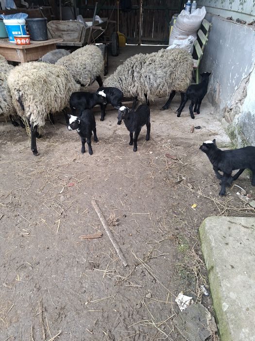 Vând oi și miei romanov