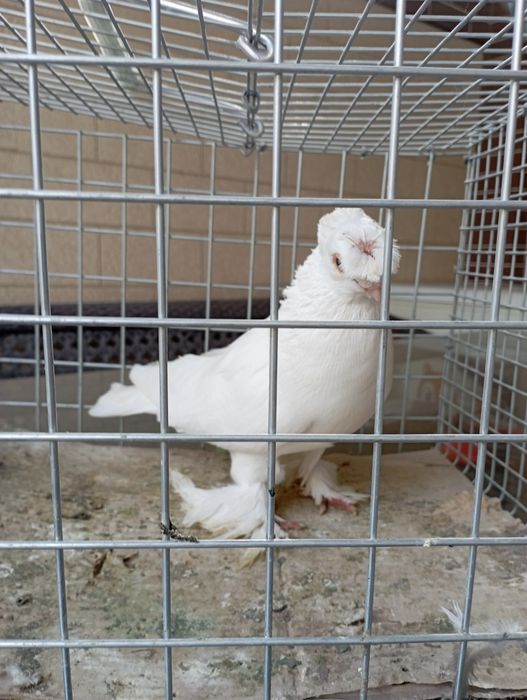 Продам голубя самец