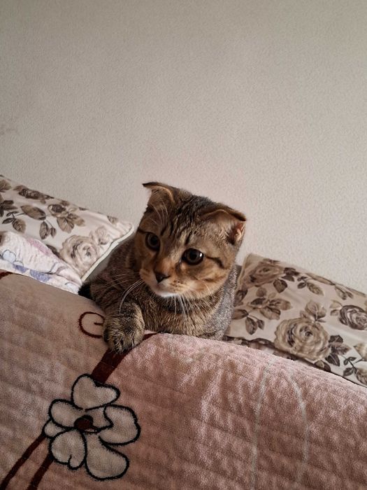 Скоттиш фолд тек жаксы карайтынга