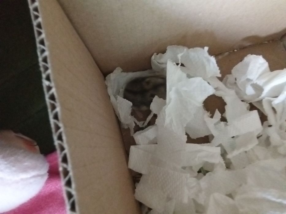 Vand 2 hamsteri pitici