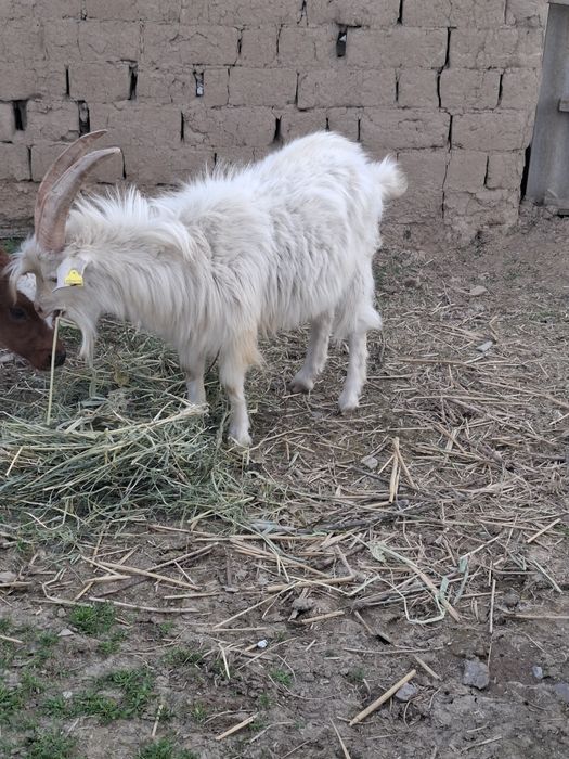 Сатылады Текелер