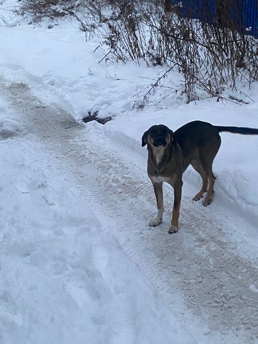 Ишет дом и теплую будочку!