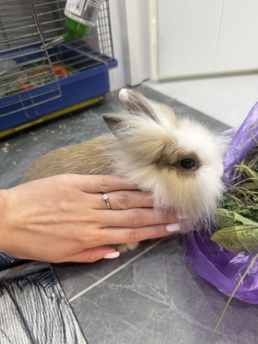 Декоративный кролик