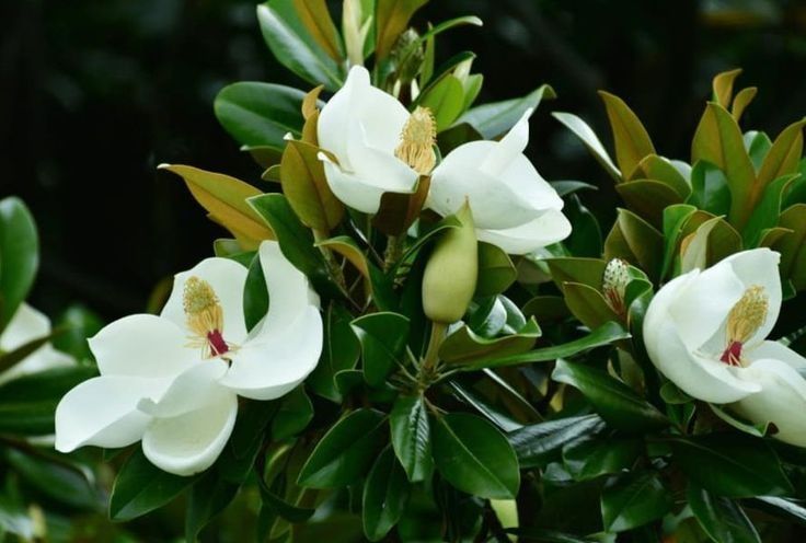 Magnolie Grandiflora veșnic verde si foarte parfumata