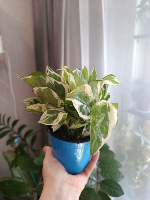 Продам комнатные цветы разные