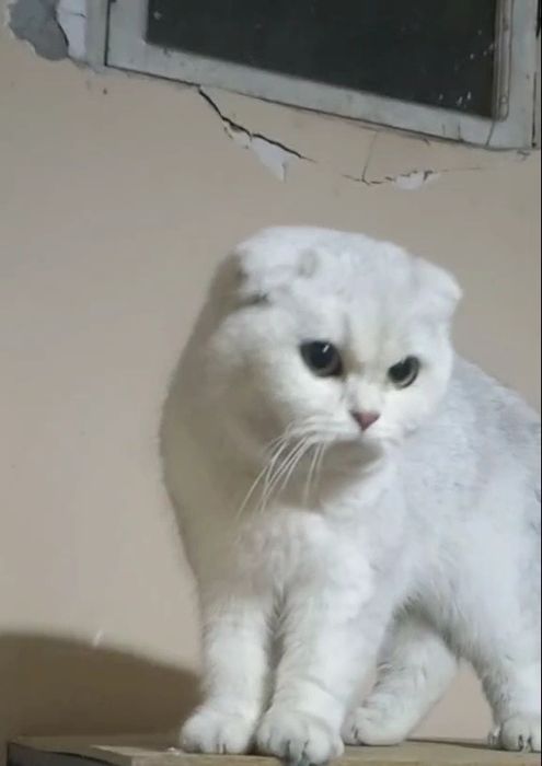 Serebristiy shinshila fold qiz sotiladi