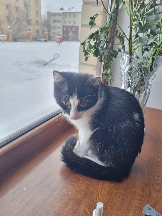 Кот отдам в хорошие руки