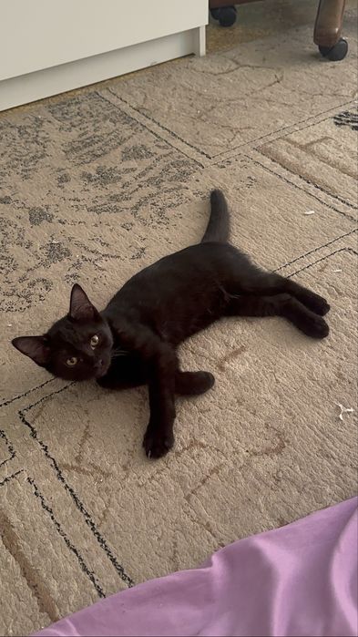 Добрые ласковые котята ( кот , кошка)