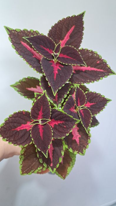 Продам колеусы по 500тн.