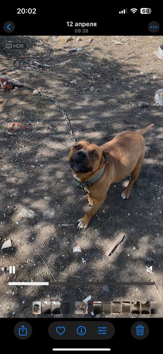 питбуль девочка беременная возрасть 2.5