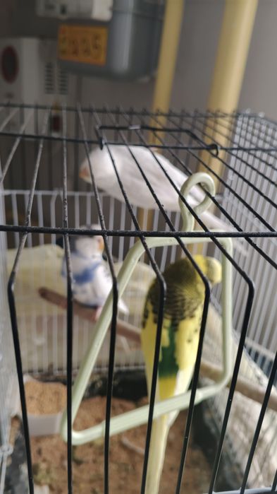 папугайлар соглом