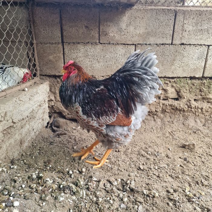 Cocos wyandotte rosu/albastru