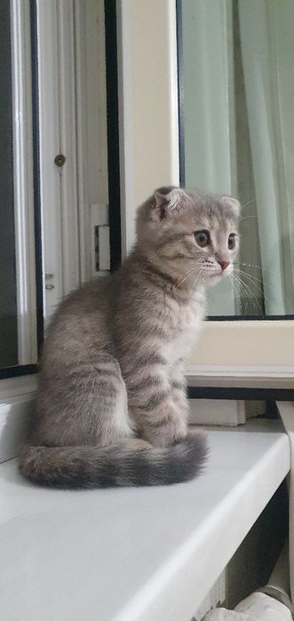Кошка Скоттиш Фолд