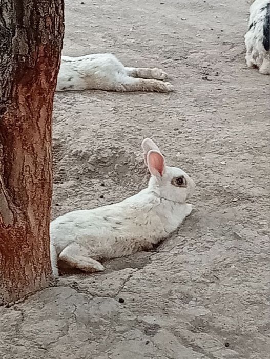 Заец 5 шт домашны