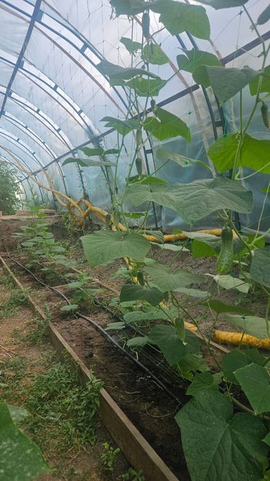 Продается теплица размеры 5*20,100кв.м.