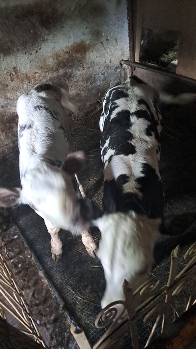 Vand belgienii un tauras si o vitica