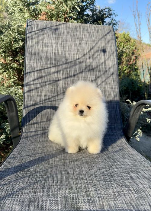 Померан мини момче. Померанче