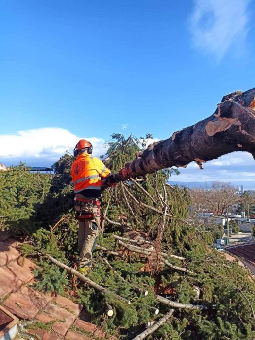 Рязане на опасни дървета по алпийски способ и автовишка
