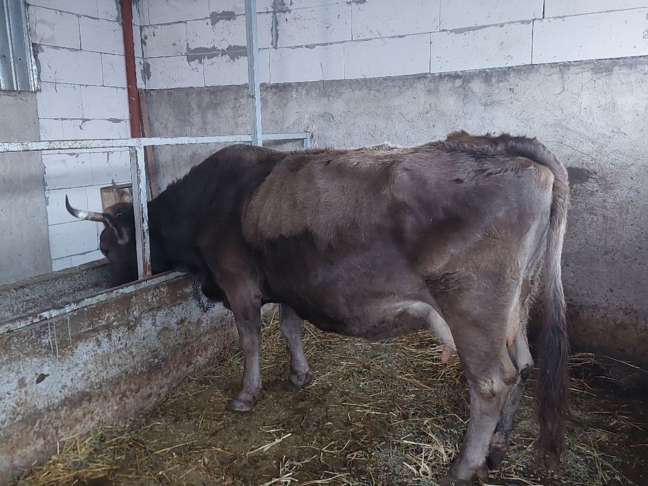 Vaca gestanta în 7 luni jumate!