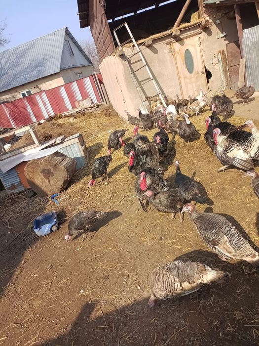 Үндіктер сатылады жақсы бағадан