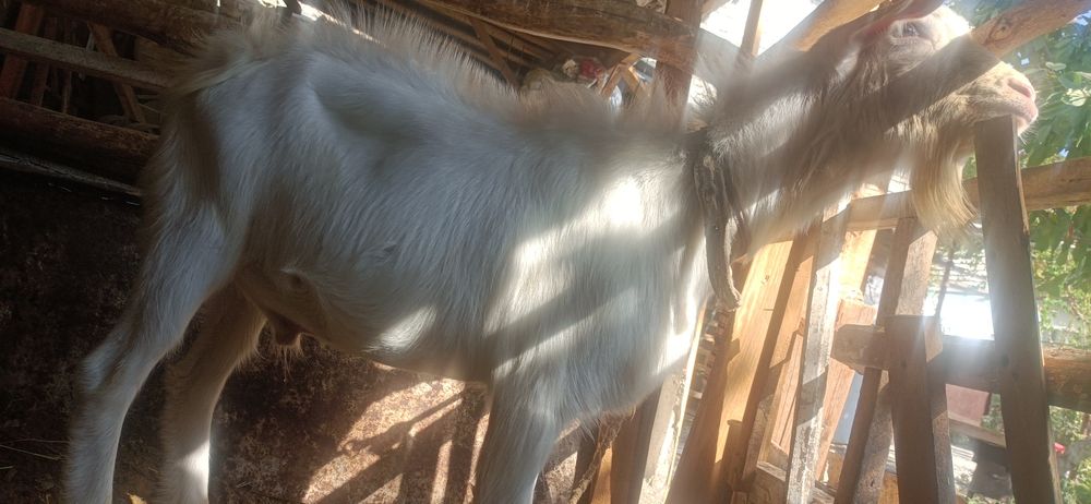 Така бор кочириш учун тоза занен боласи