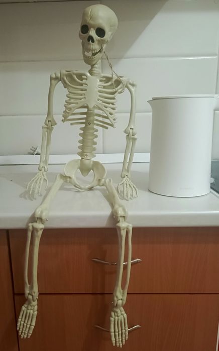 Скелет человека 170 см