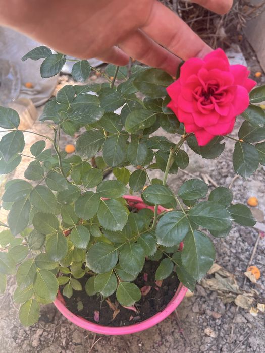 Продам розы в горшках