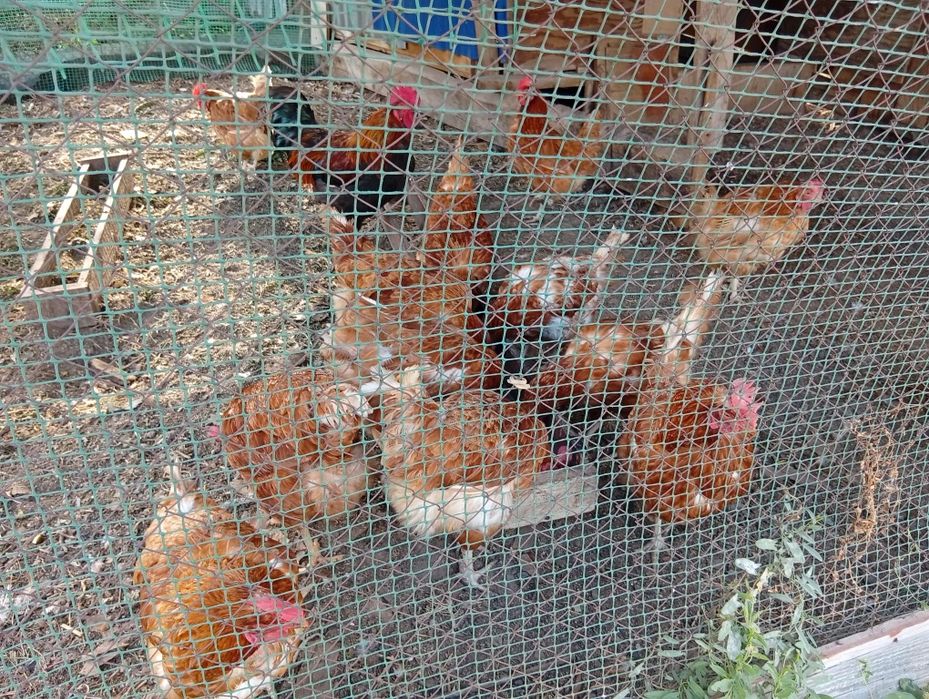 Продам кур несушек и петуха