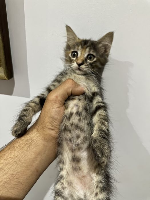 Подарявам котенца