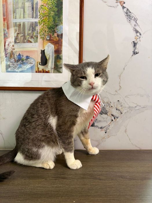 Кот в лучшую семью