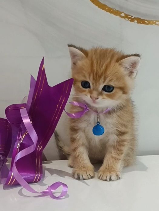 Шотландские котята  золотая шиншилла