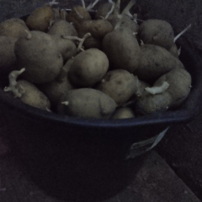 Продам картофель семенной домашний.