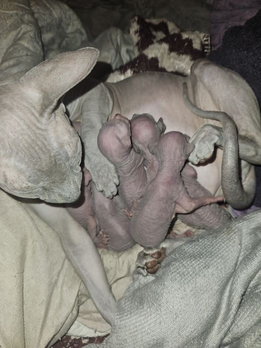 Котята канадского сфинкса