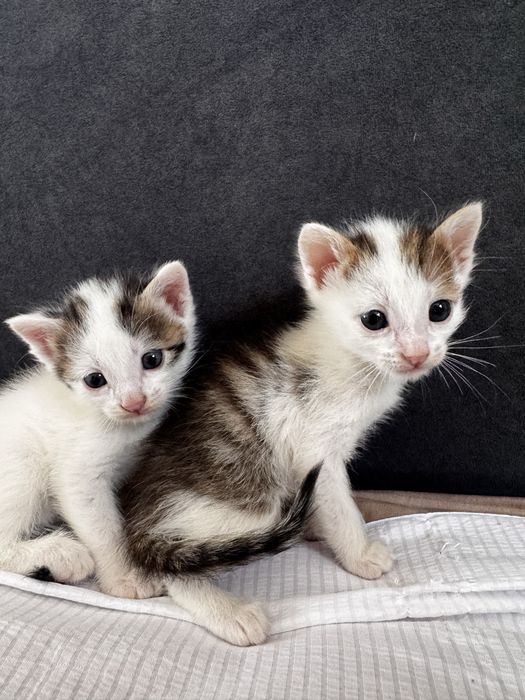 Кошка шатланский