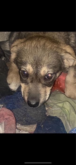 Щенки в добрые руки