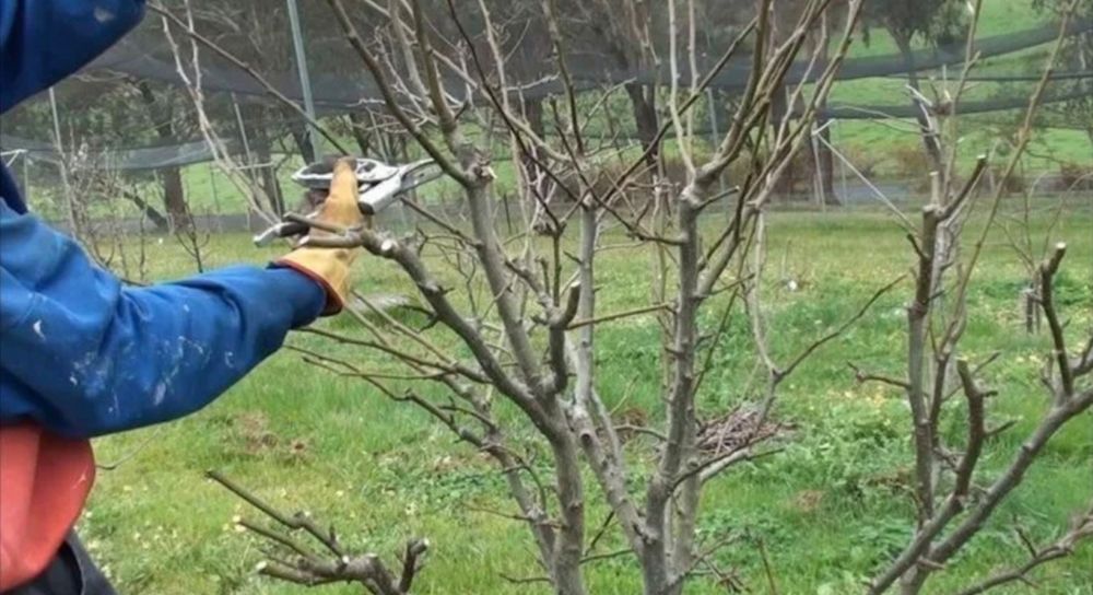 Услуги садовника