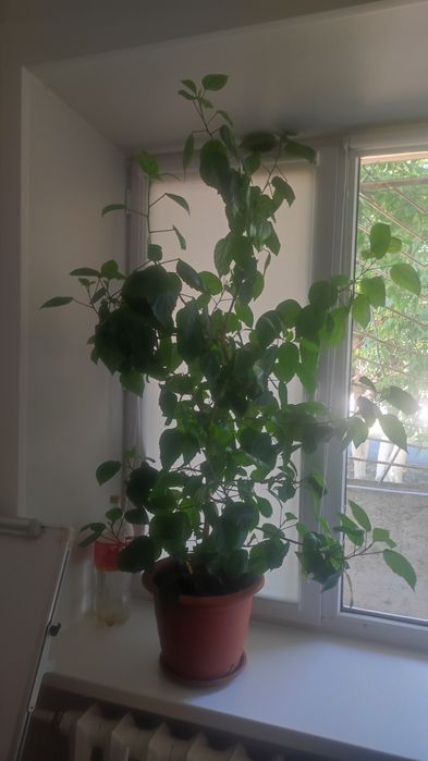 Продам комнатные большие цветы