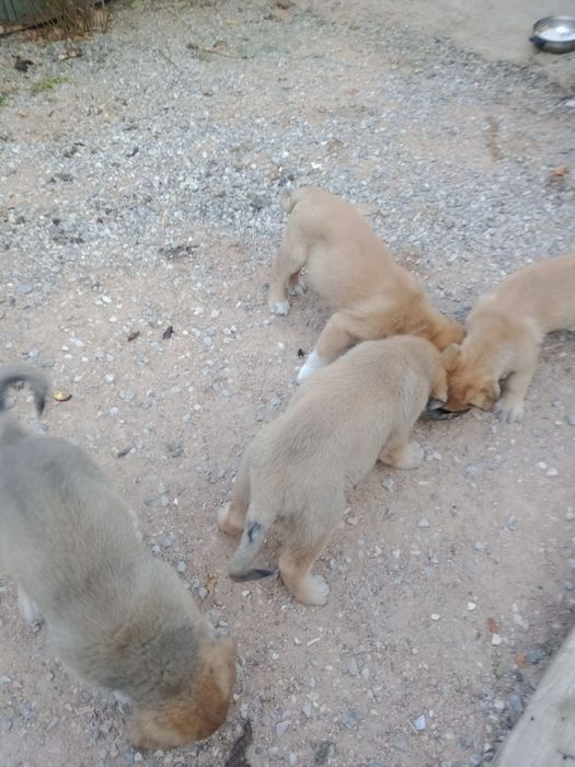 Породистые щенки