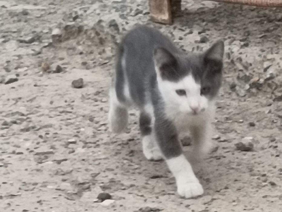 Котята 2,5 месяца