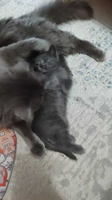 Отдам котят в хорошие руки