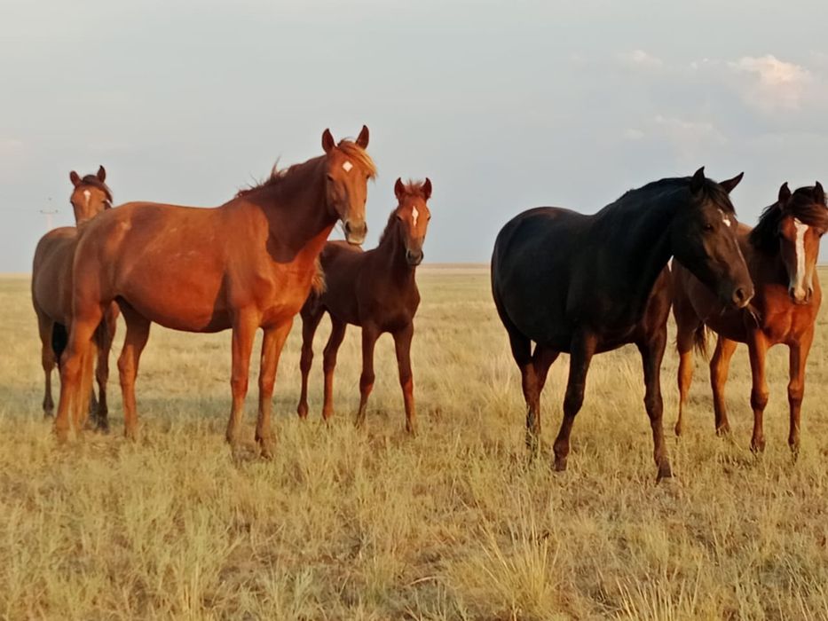 Продаю лошадей в