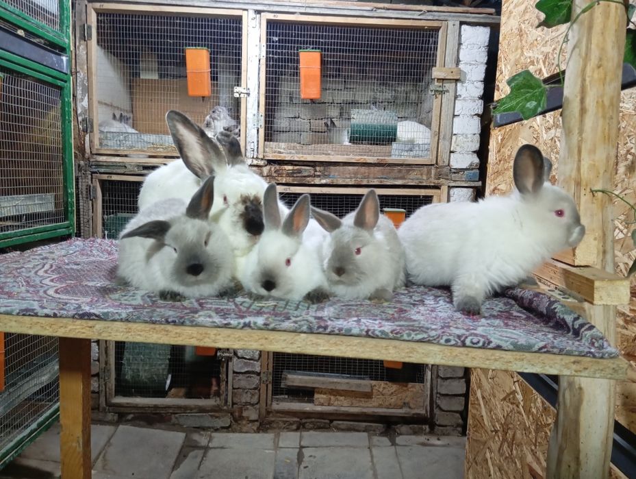 Kaliforniya quyonlari