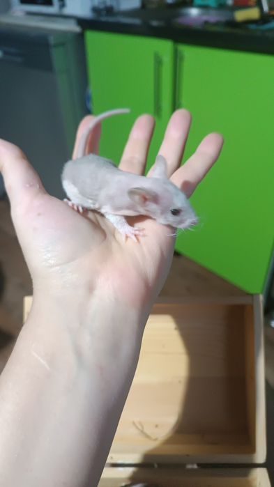 Крысята Даблики ручные