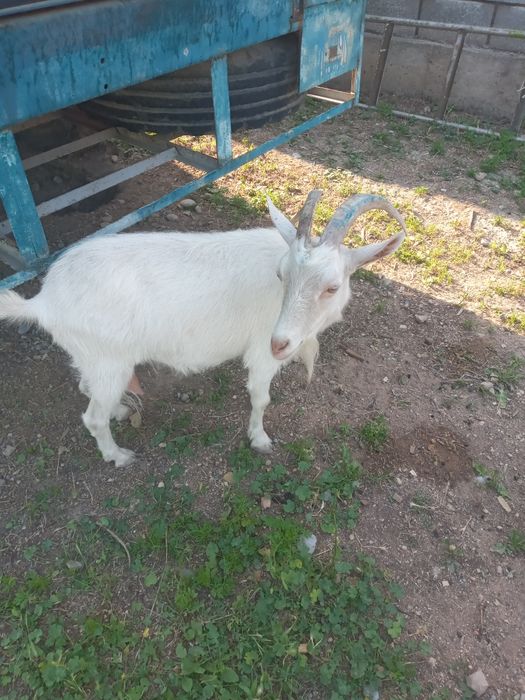 Продам коз заненскай пароды