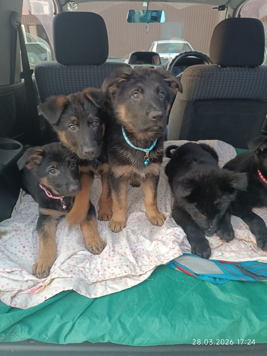 Немецкая овчарка щенки