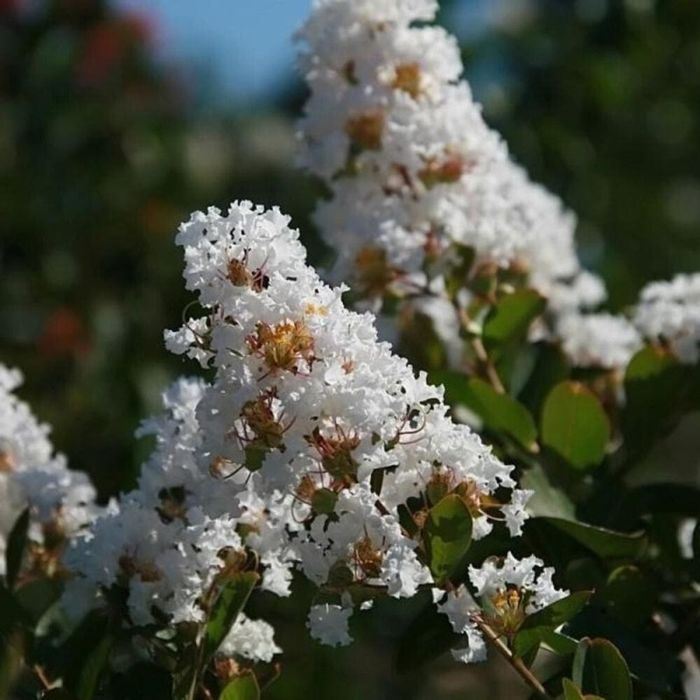 Liliac indian alb