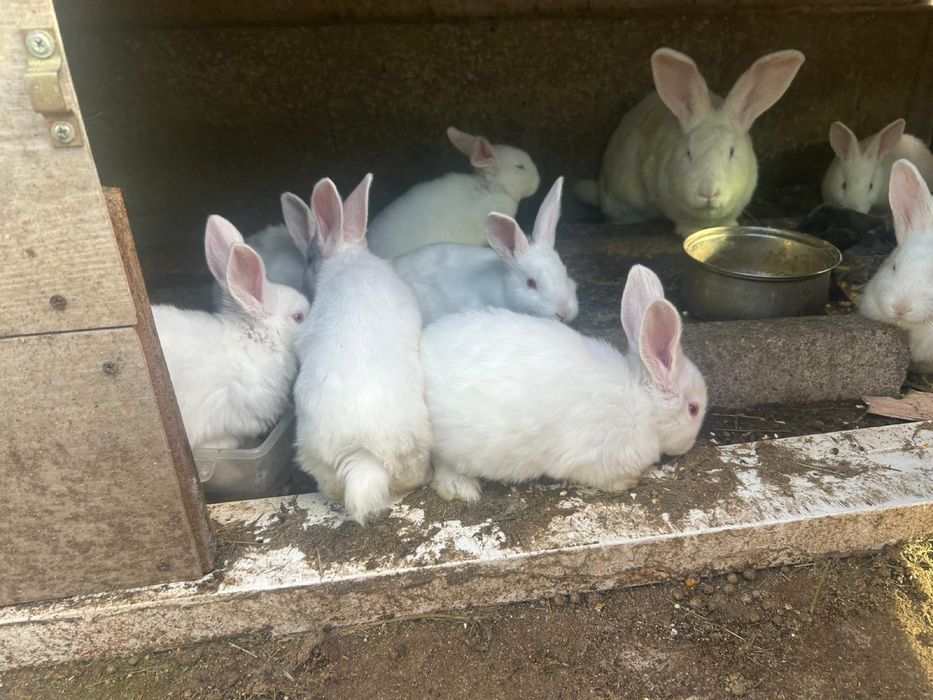 Vand iepuri pannonia pui 100