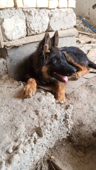 Nemetski afcharka dlinashersna sotiladi